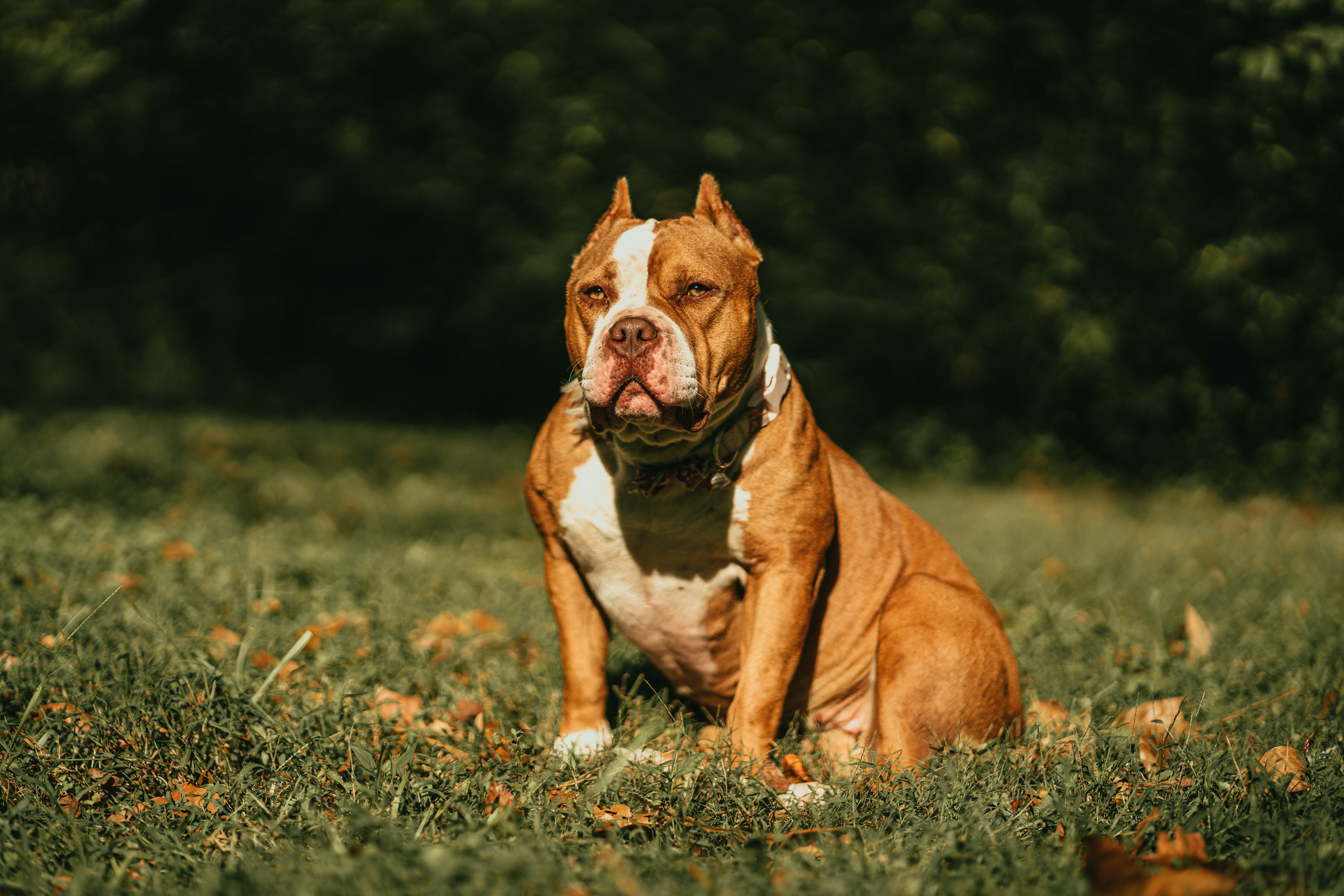 Information for owners of XL Bully dogs