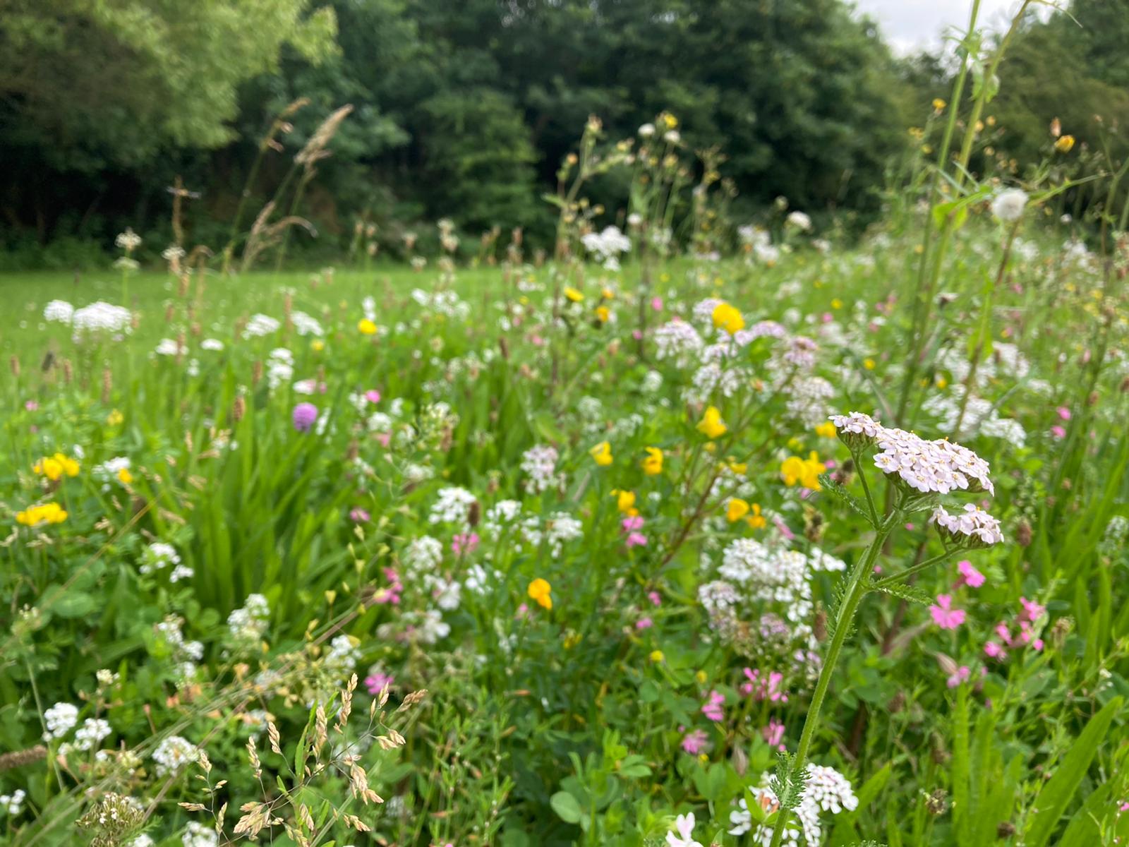 Protecting Hertfordshire’s biodiversity